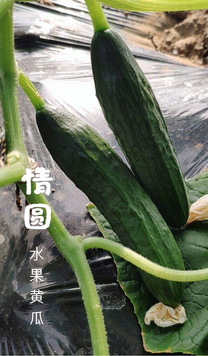 情圆 水果黄瓜(500g) - 蔬菜水果