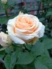 蜜桃雪山玫瑰10枝一扎 商品缩略图0