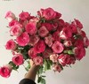 狮子座多头玫瑰5枝一扎 商品缩略图0