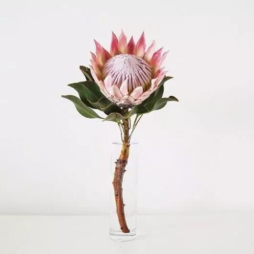 粉色帝王花一枝 商品图0
