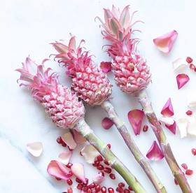 粉菠萝一枝