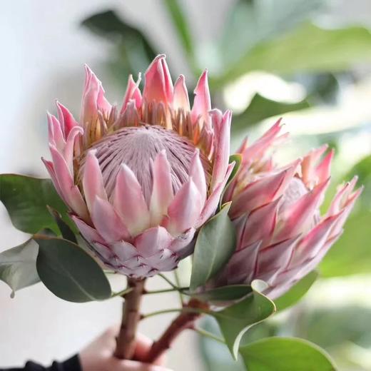 粉色帝王花一枝 商品图7