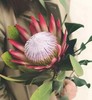 红色帝王花一枝 商品缩略图1