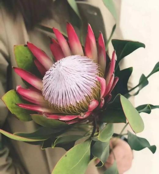 红色帝王花一枝 商品图1
