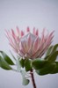 粉色帝王花一枝 商品缩略图1
