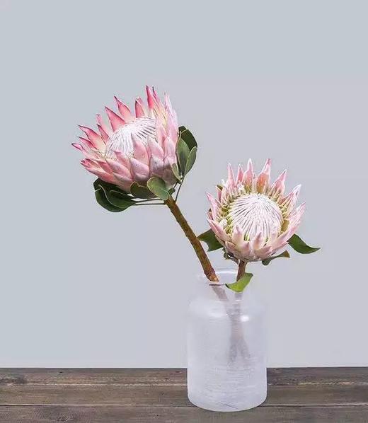 粉色帝王花一枝 商品图6