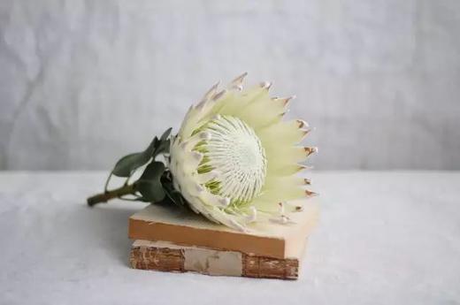 白色帝王花一枝 商品图1