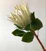 白色帝王花一枝 商品缩略图3