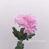粉色泰迪菊5枝一扎 商品缩略图0