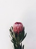 粉色公主花一枝 商品缩略图5