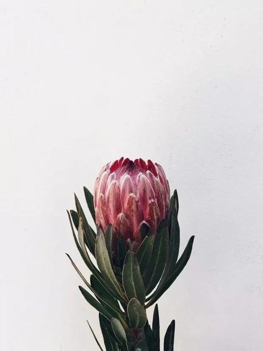 粉色公主花一枝 商品图5