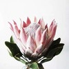 粉色帝王花一枝 商品缩略图3