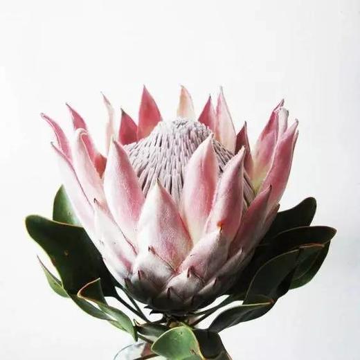 粉色帝王花一枝 商品图3
