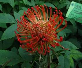 红色针垫花一枝