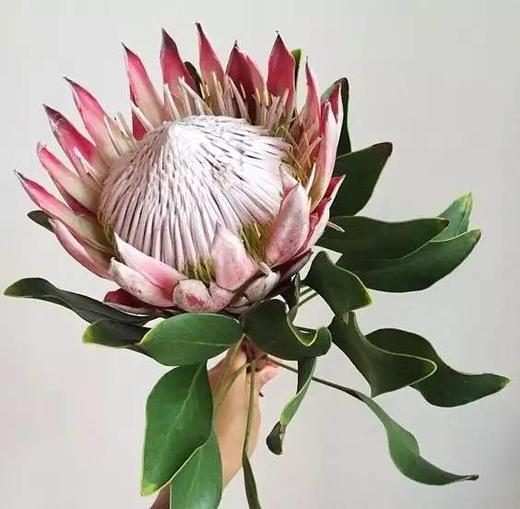 粉色帝王花一枝 商品图5