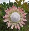 粉色帝王花一枝 商品缩略图4