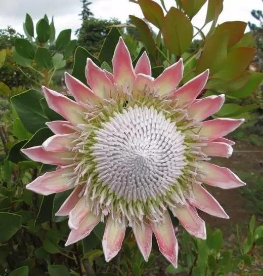 粉色帝王花一枝 商品图4