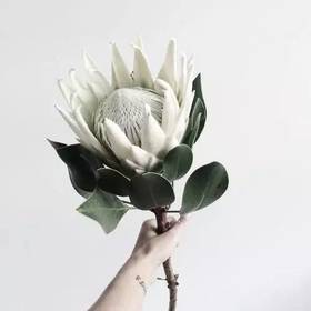 白色帝王花一枝