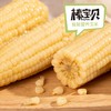 【8根】德樂圆 棒宝贝娃娃营养玉米 有机标准种植，无农药无化肥，营养均衡 商品缩略图0