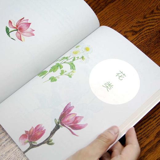 《药用植物自然笔记》童书、科普、药用植物、自然、笔记、中医、本草 商品图3