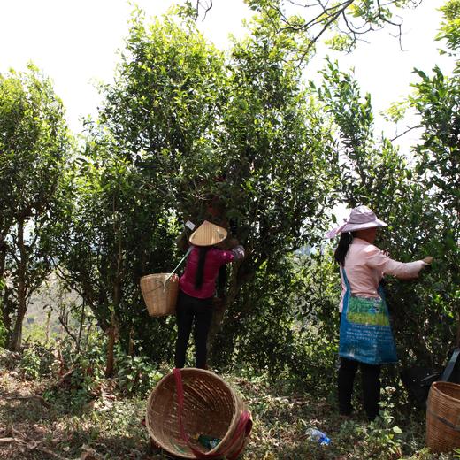 高天流云 2018年 冰岛老寨 生茶 普洱茶 生普 357克 商品图4