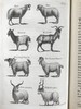 1830年博物志经典  布封 自然史（全3卷） 200余幅精美原品铜版画插图上等真皮装18开 商品缩略图12