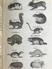 1830年博物志经典  布封 自然史（全3卷） 200余幅精美原品铜版画插图上等真皮装18开 商品缩略图7