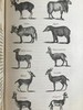 1830年博物志经典  布封 自然史（全3卷） 200余幅精美原品铜版画插图上等真皮装18开 商品缩略图14