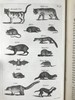 1830年博物志经典  布封 自然史（全3卷） 200余幅精美原品铜版画插图上等真皮装18开 商品缩略图10