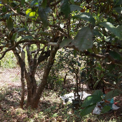 高天流云 2018年 冰岛老寨 生茶 普洱茶 生普 357克 商品图3