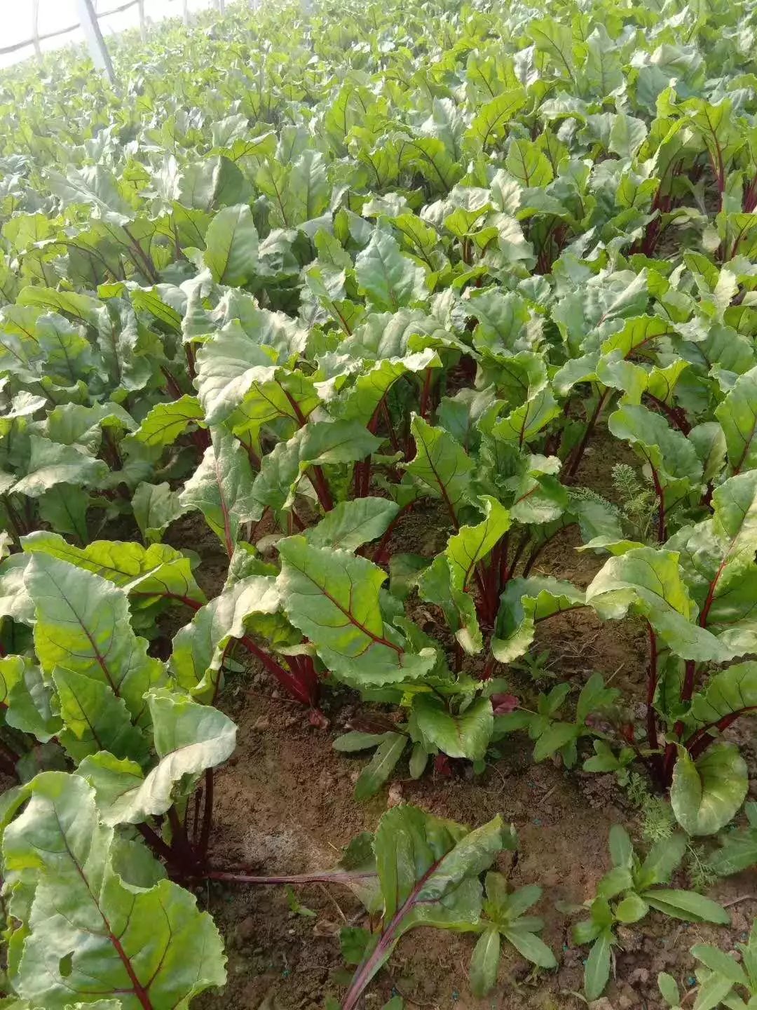 新鲜甜菜根5斤装农家生态种植
