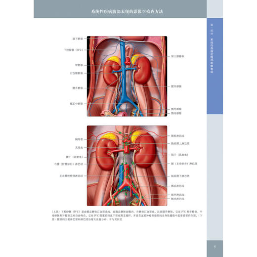 《消化影像诊断学（原著第3版）》—— “国际经典影像诊断学丛书” 商品图2