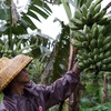 生态芭蕉 | 绿家自产*Eco-banana | Self-production 商品缩略图3