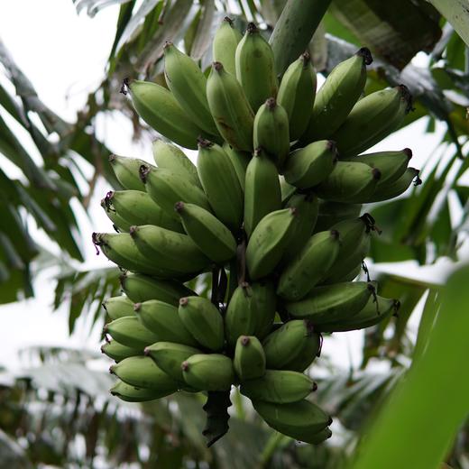 生态芭蕉 | 绿家自产*Eco-banana | Self-production 商品图2