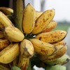 生态芭蕉 | 绿家自产*Eco-banana | Self-production 商品缩略图0