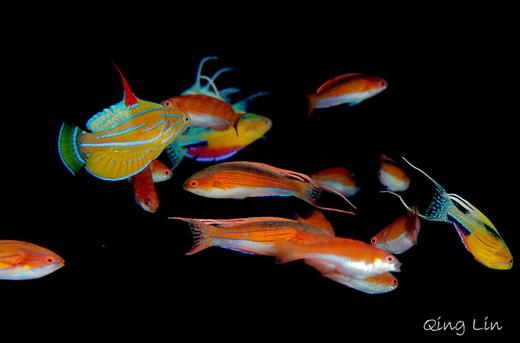 【度假村】印尼海神湾Triton Bay潜水度假套餐 商品图10