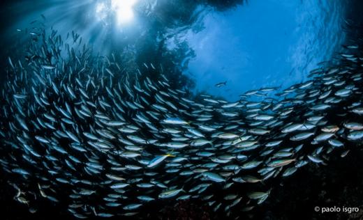 【度假村】印尼海神湾Triton Bay潜水度假套餐 商品图3