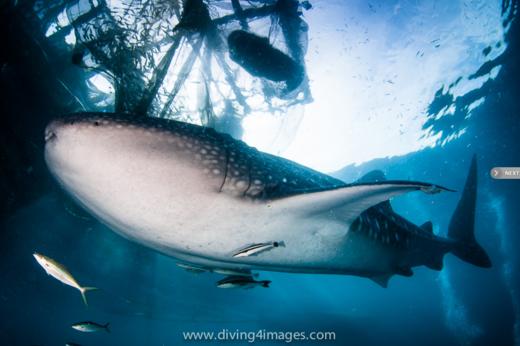 【度假村】印尼海神湾Triton Bay潜水度假套餐 商品图2