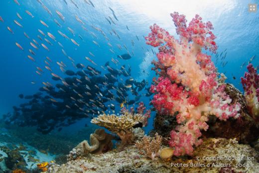 【度假村】印尼海神湾Triton Bay潜水度假套餐 商品图14