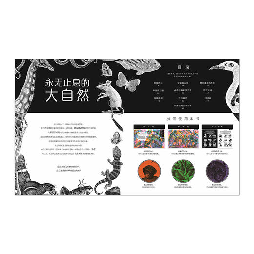【现货包邮】点亮自然  中信出版社图书 正版书籍 3-15岁 科普书 商品图4