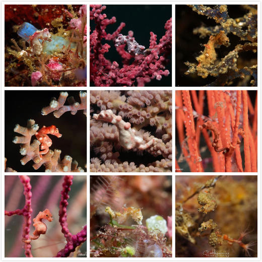 【度假村】印尼海神湾Triton Bay潜水度假套餐 商品图1