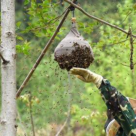 朱老师告诉我们，扩大中蜂养殖，收蜂很重要