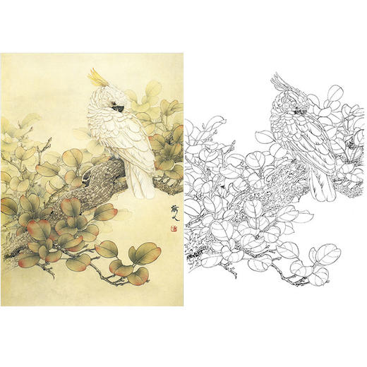 万一竖幅工笔花鸟白描底稿-葵花鹦鹉-WT24 商品图0