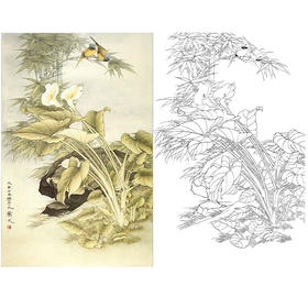 万一竖幅工笔花鸟白描底稿-马蹄莲-WT29