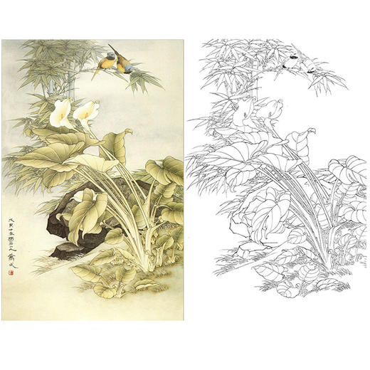 万一竖幅工笔花鸟白描底稿-马蹄莲-WT29 商品图0