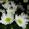 白色小雏菊5枝一扎 两种随机 商品缩略图1