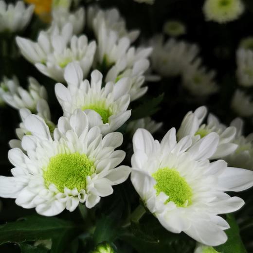 白色小雏菊5枝一扎 两种随机 商品图1