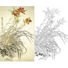 万一竖幅工笔花鸟白描底稿-《萱草》-多种白描尺寸可选-WT32 商品缩略图0