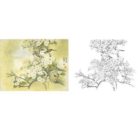 万一工笔花鸟白描底稿-梨花-斗方小品册页-WT04