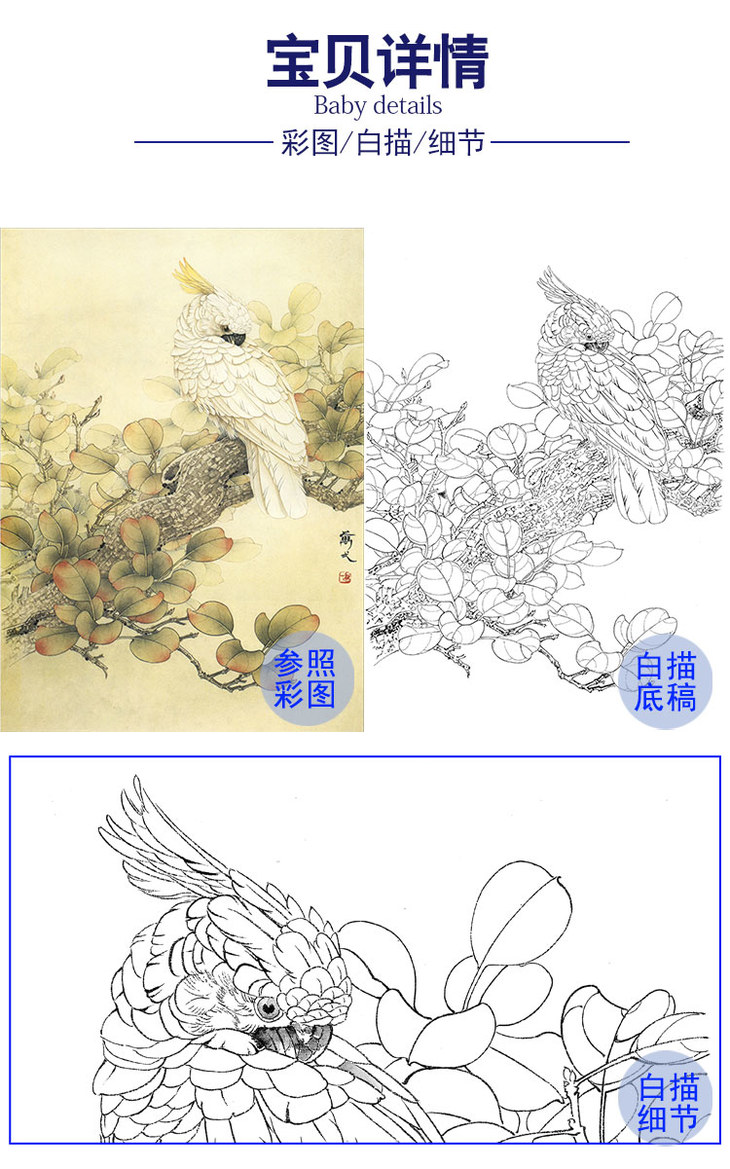 万一工笔花鸟白描底稿-葵花鹦鹉-wt24